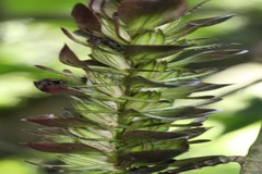 Strobilanthes luridus